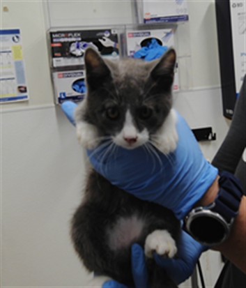 Shelter Stray Male Cat last seen Near BLOCK 2ND ST, 3001 2nd St SW, Albuquerque, NM 87105, USA