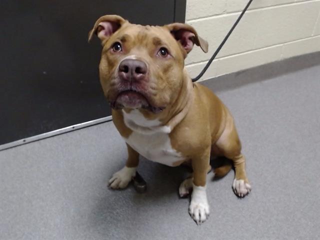 Shelter Stray Male Dog last seen Near BLOCK E GIRARD AVE, DENVER CO 80231, 1241 W Bayaud Ave, Denver, CO 80223, USA
