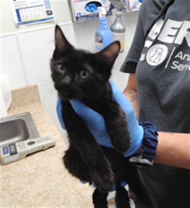 Shelter Stray Male Cat last seen Near BLOCK 2ND ST, 3001 2nd St SW, Albuquerque, NM 87105, USA