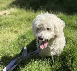 Shelter Stray Male Dog last seen Near BLOCK N LIVERPOOL CT, DENVER CO 80249, 1241 W Bayaud Ave, Denver, CO 80223, USA