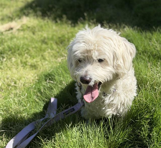 Shelter Stray Male Dog last seen Near BLOCK N LIVERPOOL CT, DENVER CO 80249, 1241 W Bayaud Ave, Denver, CO 80223, USA