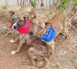 Shelter Stray Male Dog last seen SHEPHERD MALL, 2811 SE 29th St, Oklahoma City, OK 73129, USA
