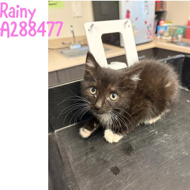 Shelter Stray Female Cat last seen MAGNOLIA ST., 4214 Fulton Mill Rd, Macon, GA 31216, USA