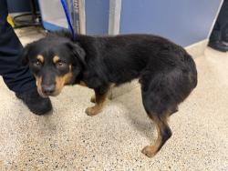 Shelter Stray Male Dog last seen Near BLOCK NW 10 ST, 3599 NW 79th Ave, Doral, FL 33122, USA