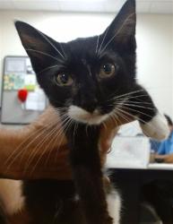 Shelter Stray Male Cat last seen NW 13 AVE AND NW 6 ST, 3599 NW 79th Ave, Doral, FL 33122, USA