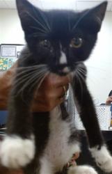 Shelter Stray Male Cat last seen NW 13 AVE AND NW 6 ST, 3599 NW 79th Ave, Doral, FL 33122, USA