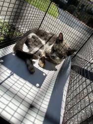 Shelter Stray Unknown Cat last seen Near BLOCK NW 74TH AVE, 3599 NW 79th Ave, Doral, FL 33122, USA