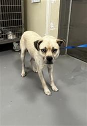 Shelter Stray Female Dog last seen Near BLOCK OLIVE AVE, PERRIS CA 92570, 581 S Grand Ave, San Jacinto, CA 92582, USA