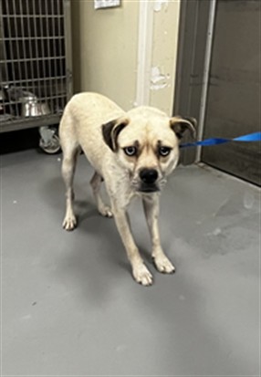 Shelter Stray Female Dog last seen Near BLOCK OLIVE AVE, PERRIS CA 92570, 581 S Grand Ave, San Jacinto, CA 92582, USA