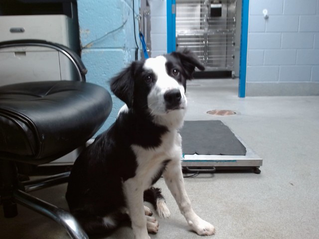 Shelter Stray Male Dog last seen OUTSIDE CUBA NM 528, 11800 Sunset Gardens Rd SW, Albuquerque, NM 87121, USA