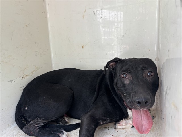 Shelter Stray Male Dog last seen BRIDGE RD NW, 4950 SW Triana Blvd, Huntsville, AL 35805, USA
