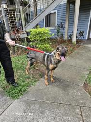 Shelter Stray Male Dog last seen RIDGE RD, 19640 Dogpatch Ln, Land O' Lakes, FL 34638, USA