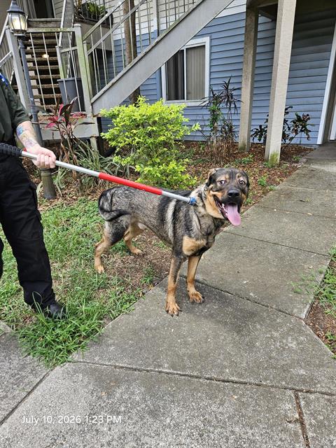 Shelter Stray Male Dog last seen RIDGE RD, 19640 Dogpatch Ln, Land O' Lakes, FL 34638, USA