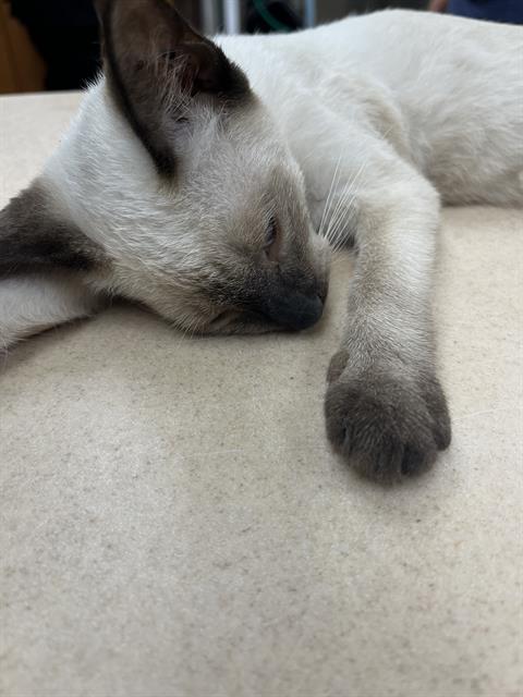 Shelter Stray Female Cat last seen PARROT DR & PALM AVE, 19640 Dogpatch Ln, Land O' Lakes, FL 34638, USA