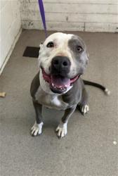 Shelter Stray Female Dog last seen TIPPECANOE AVE AND 2ND AVE, 333 Chandler Pl, San Bernardino, CA 92408, USA