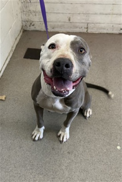 Shelter Stray Female Dog last seen TIPPECANOE AVE AND 2ND AVE, 333 Chandler Pl, San Bernardino, CA 92408, USA