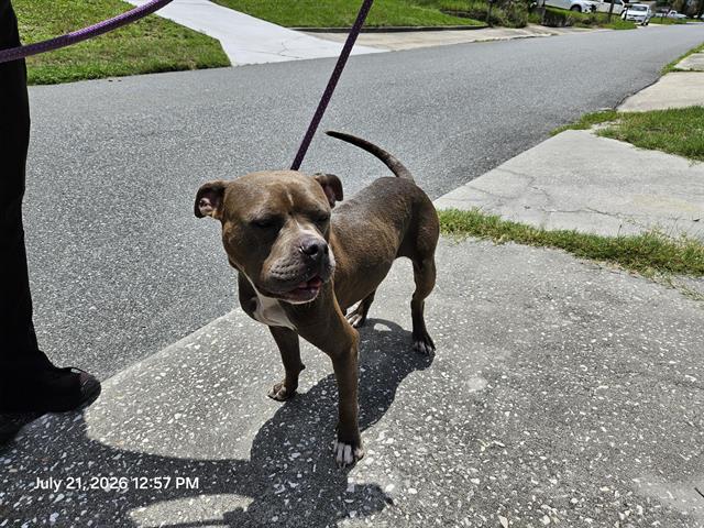 Shelter Stray Female Dog last seen SHAMROCK DR, 19640 Dogpatch Ln, Land O' Lakes, FL 34638, USA