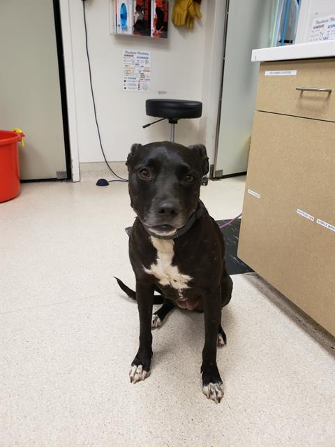 Shelter Stray Female Dog last seen D ST & 20TH ST, 2127 Front St, Sacramento, CA 95818, USA