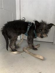 Shelter Stray Male Dog last seen 10TH ST & BROADWAY, 2127 Front St, Sacramento, CA 95818, USA