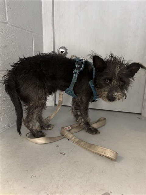 Shelter Stray Male Dog last seen 10TH ST & BROADWAY, 2127 Front St, Sacramento, CA 95818, USA