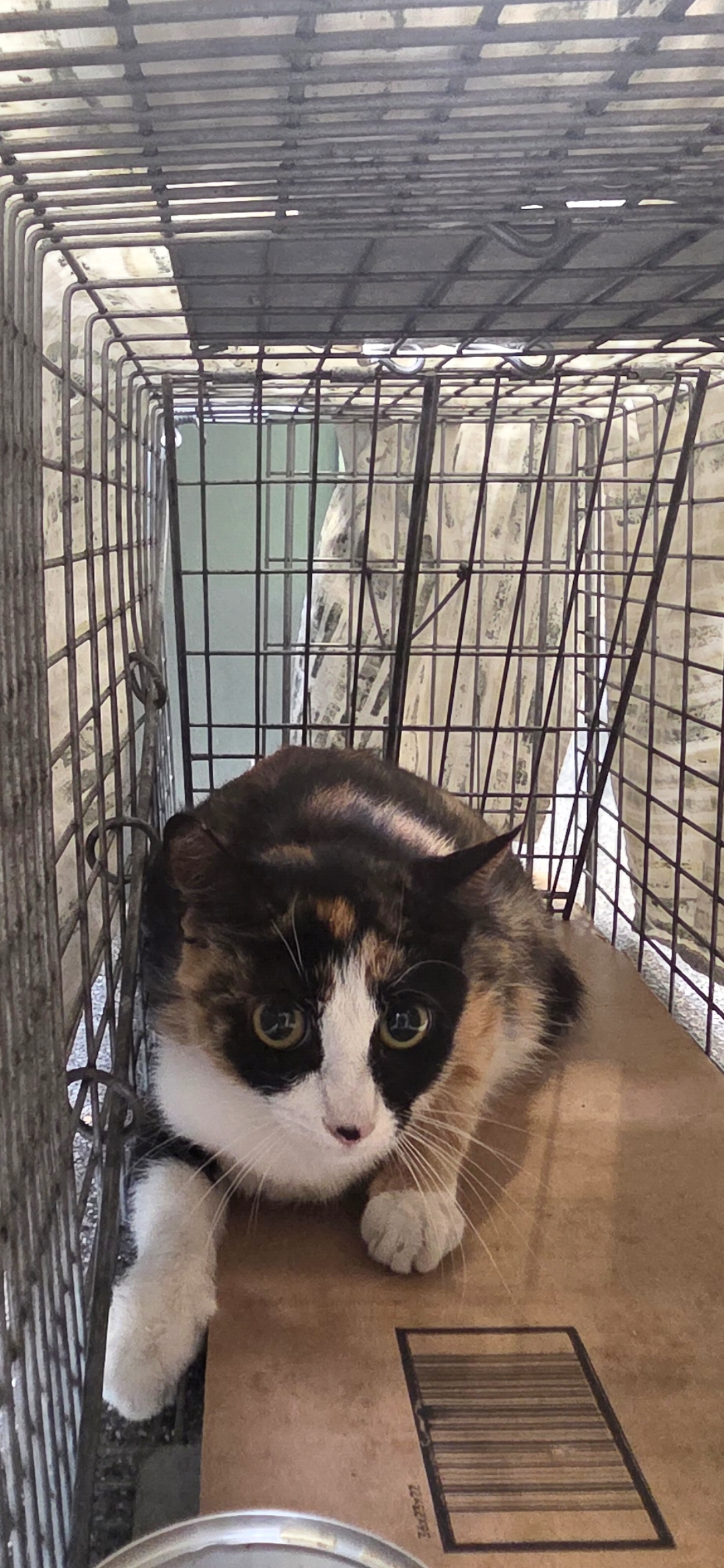 Shelter Stray Female Cat last seen , 3201 Lacy St, Los Angeles, CA 90031, USA