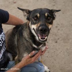 Shelter Stray Male Dog last seen 23RD ST & BABETTE WAY, 2127 Front St, Sacramento, CA 95818, USA