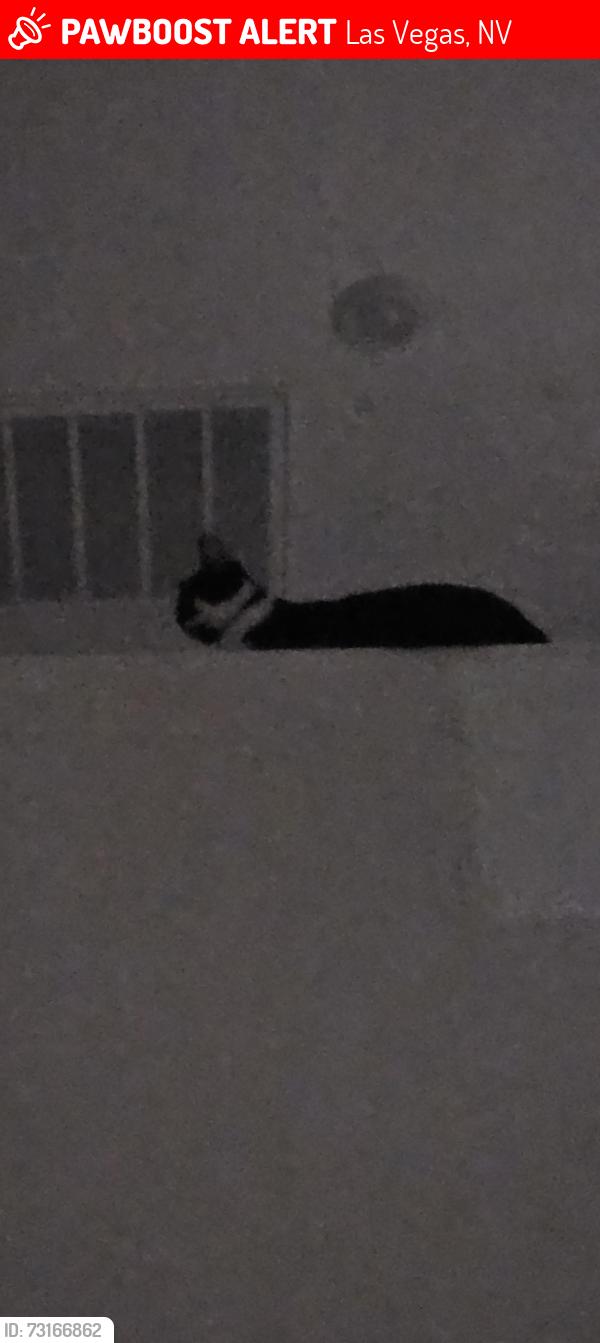 Lost Male Cat last seen Arvelle st, Las Vegas, NV 89141