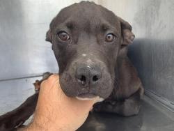 Shelter Stray Female Dog last seen 52ND AVE & WOODBINE AVE, 2127 Front St, Sacramento, CA 95818, USA