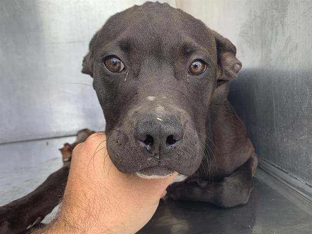 Shelter Stray Female Dog last seen 52ND AVE & WOODBINE AVE, 2127 Front St, Sacramento, CA 95818, USA