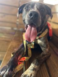 Shelter Stray Male Dog last seen Near BLOCK CLARKS LN, 3528 Newburg Rd, Louisville, KY 40218, USA