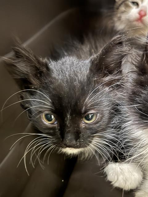 Shelter Stray Unknown Cat last seen Near BLOCK 7460 S, 4522 W 3500 S, West Valley City, UT 84120, USA