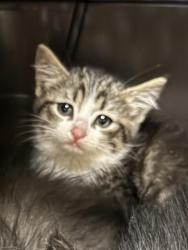 Shelter Stray Unknown Cat last seen Near BLOCK S REDWOOD RD, WEST VALLEY CITY UT 84123, 4522 W 3500 S, West Valley City, UT 84120, USA
