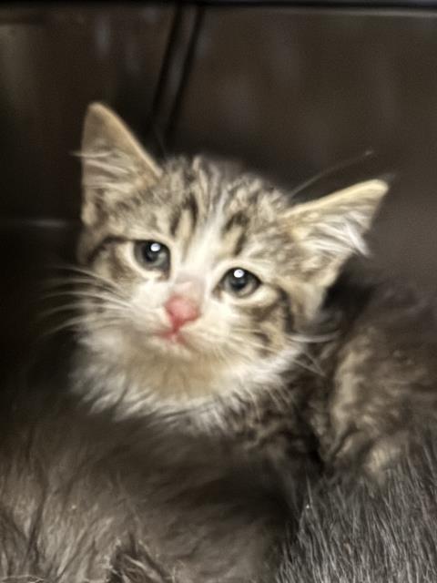 Shelter Stray Unknown Cat last seen Near BLOCK S REDWOOD RD, WEST VALLEY CITY UT 84123, 4522 W 3500 S, West Valley City, UT 84120, USA