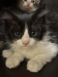 Shelter Stray Unknown Cat last seen Near BLOCK S REDWOOD RD, WEST VALLEY CITY UT 84123, 4522 W 3500 S, West Valley City, UT 84120, USA