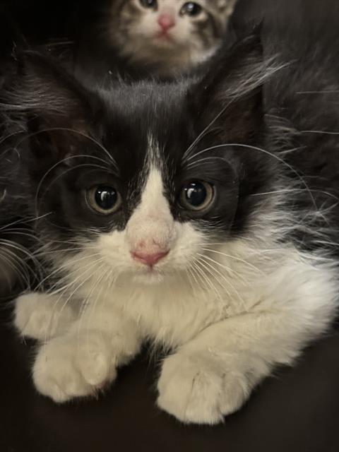 Shelter Stray Unknown Cat last seen Near BLOCK S REDWOOD RD, WEST VALLEY CITY UT 84123, 4522 W 3500 S, West Valley City, UT 84120, USA