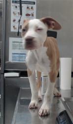 Shelter Stray Female Dog last seen Near BLOCK WAL MART DR, HOPE MILLS NC 28348, 4704 Corporation Dr, Fayetteville, NC 28306, USA