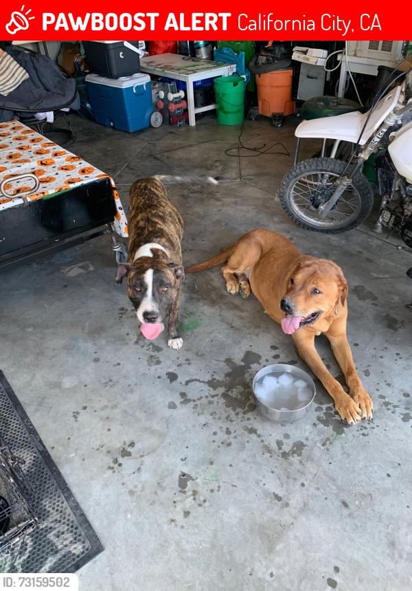 Lost Male Dog last seen Fernwood and Neuralia, California City, CA 93505