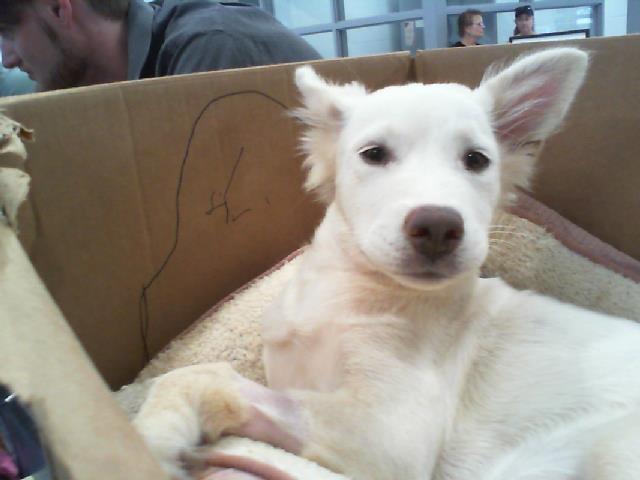Shelter Stray Female Dog last seen CHARLOTTE, 8315 Byrum Dr, Charlotte, NC 28217, USA