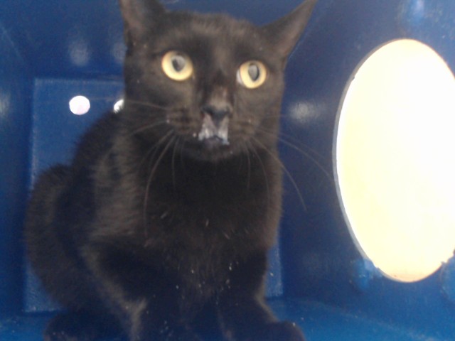 Shelter Stray Male Cat last seen , 2769 Conroy Rd, Orlando, FL 32839, USA