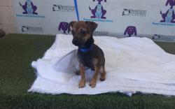 Shelter Stray Male Dog last seen , 2769 Conroy Rd, Orlando, FL 32839, USA