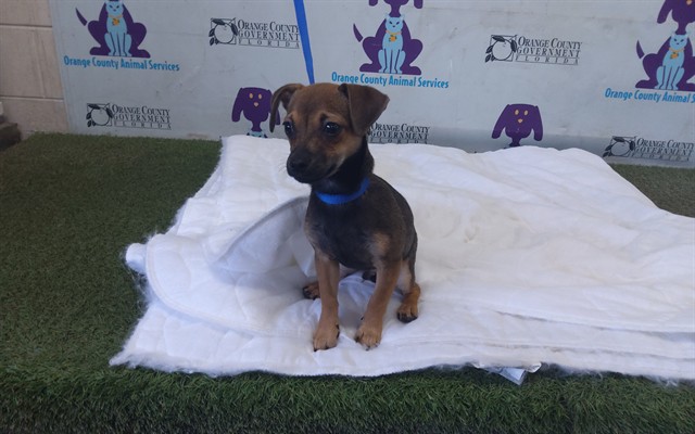 Shelter Stray Male Dog last seen , 2769 Conroy Rd, Orlando, FL 32839, USA