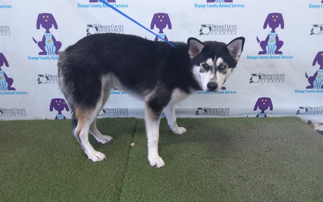 Shelter Stray Male Dog last seen , 2769 Conroy Rd, Orlando, FL 32839, USA