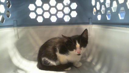Shelter Stray Unknown Cat last seen CHARLOTTE, 8315 Byrum Dr, Charlotte, NC 28217, USA