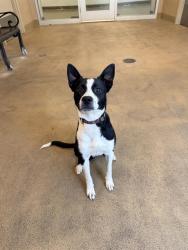 Shelter Stray Male Dog last seen 34TH ST/ FREEDOM PARK DR, 95660, 3839 Bradshaw Rd, Sacramento, CA 95827, USA
