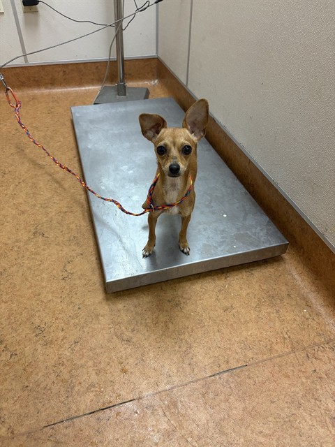 Shelter Stray Female Dog last seen VICTORY AVE/ ROBINETTE RD, 95828, 3839 Bradshaw Rd, Sacramento, CA 95827, USA