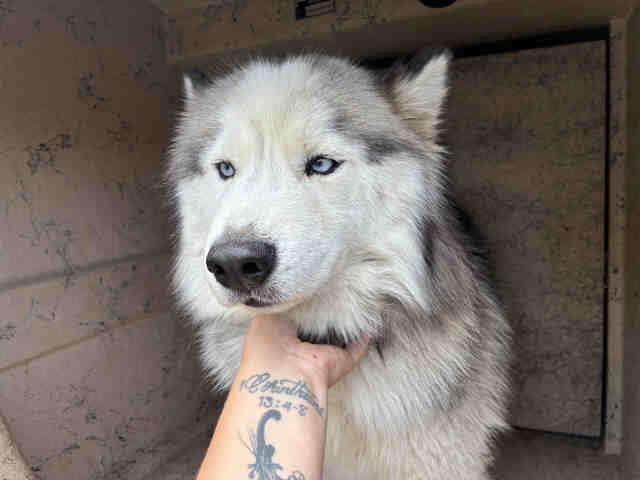 Shelter Stray Male Dog last seen , 5821 Sweetwater Rd, Bonita, CA 91902, USA