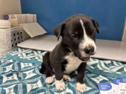 Shelter Stray Male Dog last seen , 5821 Sweetwater Rd, Bonita, CA 91902, USA