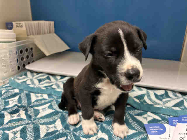 Shelter Stray Male Dog last seen , 5821 Sweetwater Rd, Bonita, CA 91902, USA