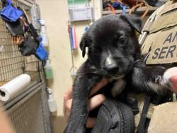 Shelter Stray Male Dog last seen , 5821 Sweetwater Rd, Bonita, CA 91902, USA