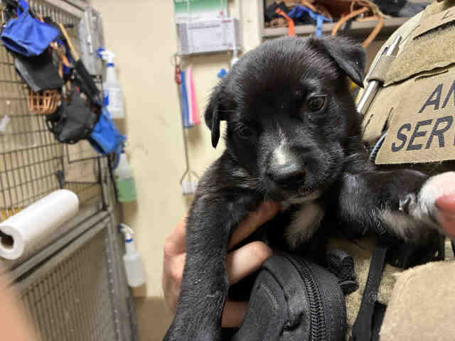 Shelter Stray Male Dog last seen , 5821 Sweetwater Rd, Bonita, CA 91902, USA